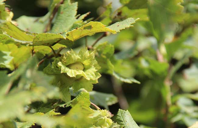 榛子的繁殖办法