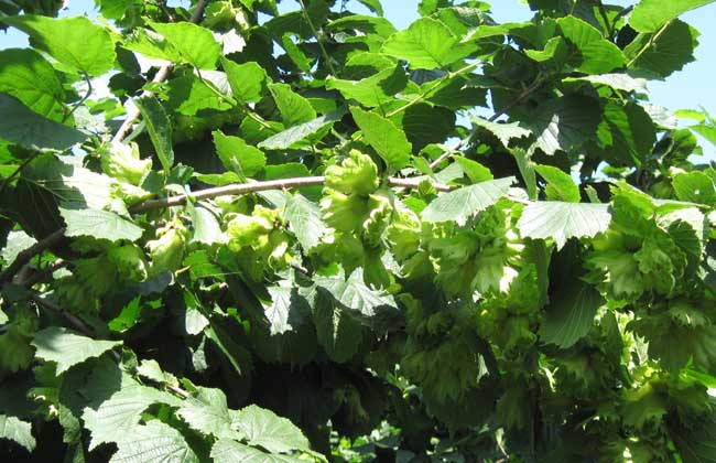 榛子的繁殖办法