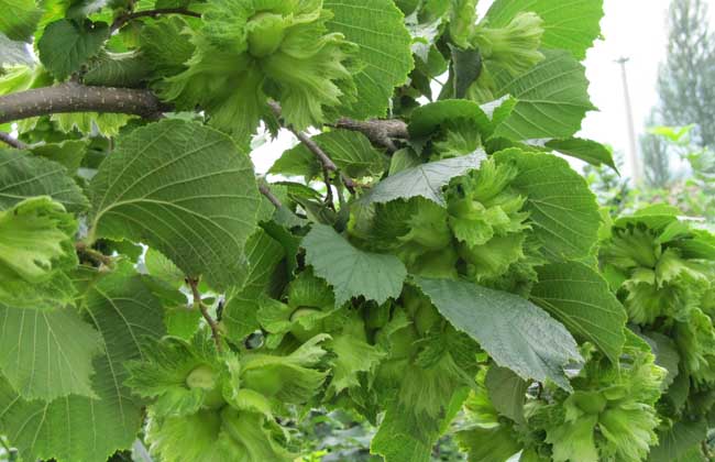 榛子的繁殖办法