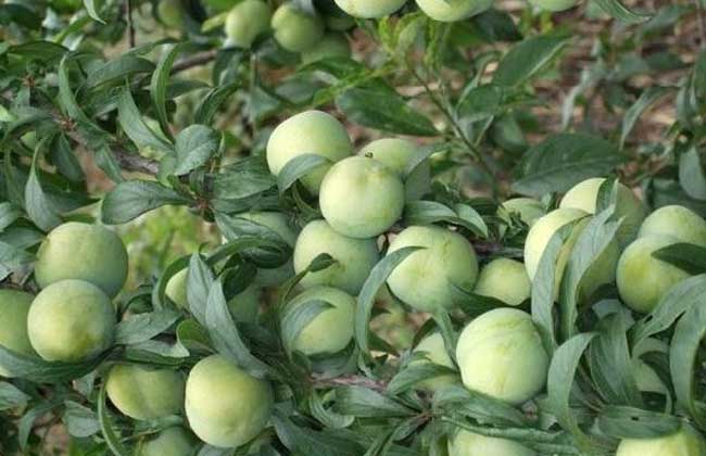 李子树病虫害防治技术