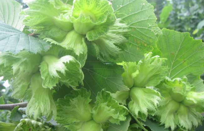 榛子的繁殖办法