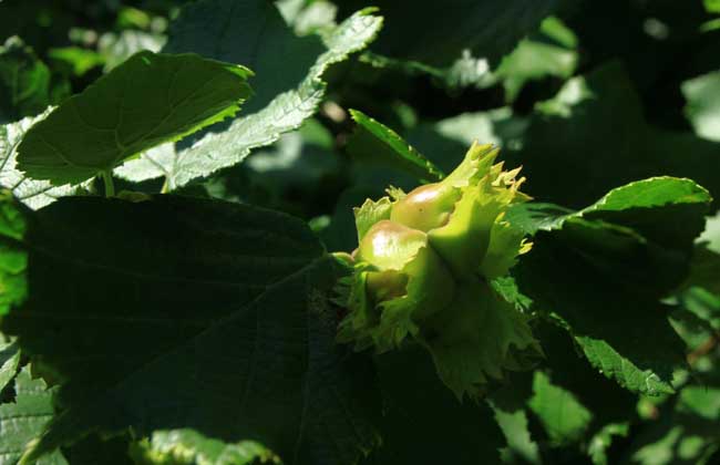 榛子的繁殖办法