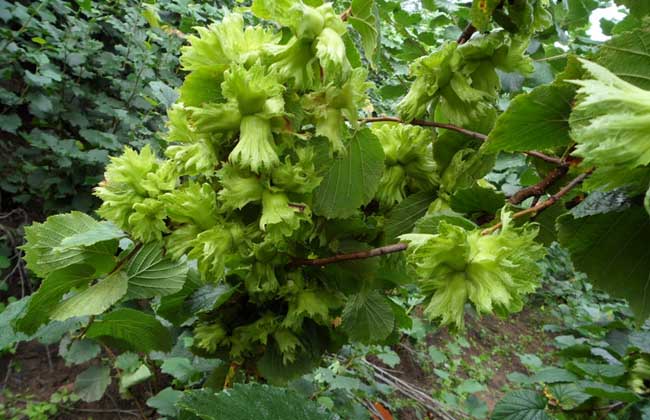 榛子树种植几年结果