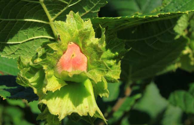 榛子树种植几年结果