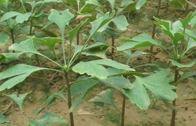 银杏树的繁殖办法