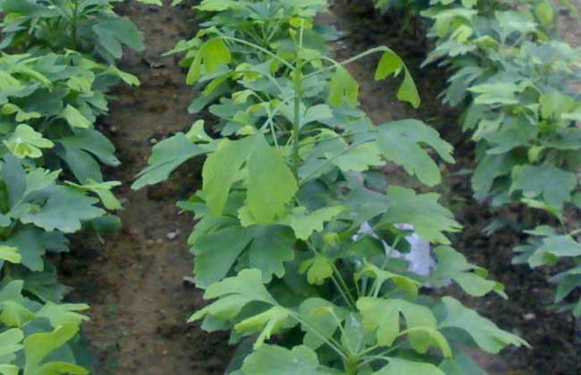 银杏树的繁殖办法