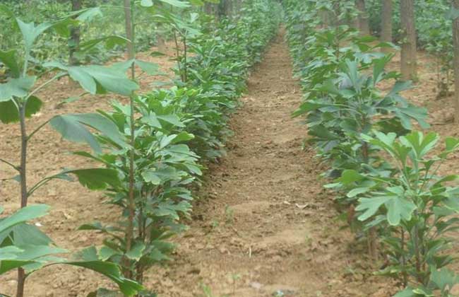 银杏树的繁殖办法