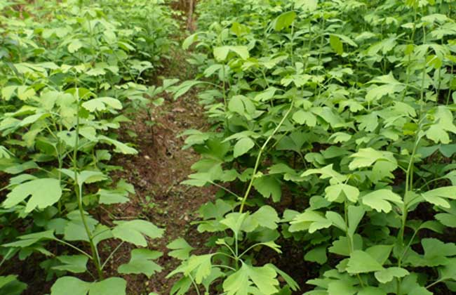 银杏树的繁殖办法