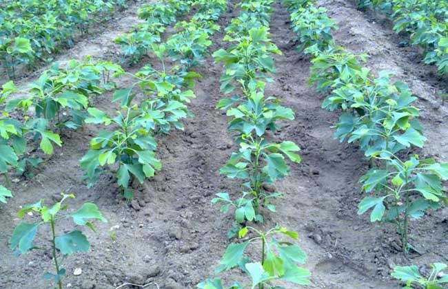 银杏树的繁殖办法