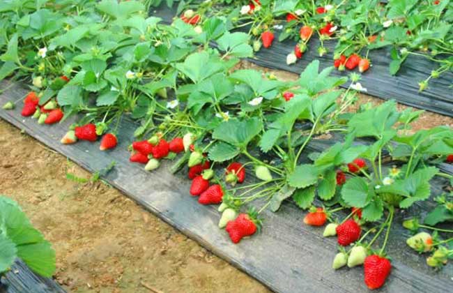 草莓的繁殖办法