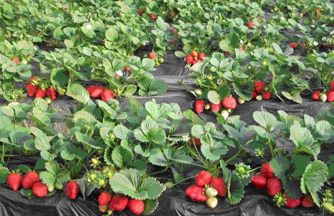草莓的繁殖办法