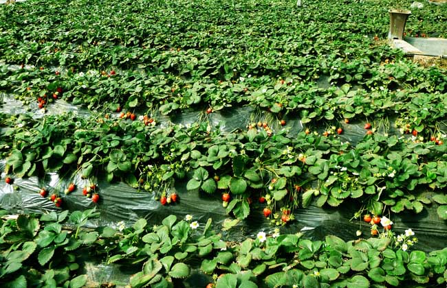 草莓的繁殖办法