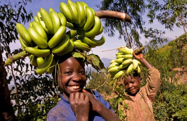 香蕉的产地分布有哪些？
