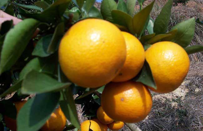 柑橘的存储办法有哪些？