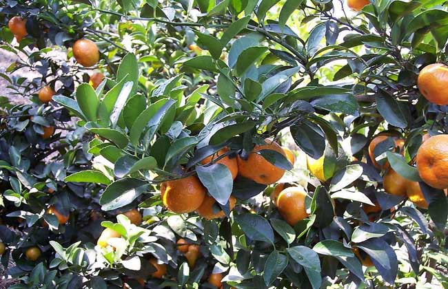 柑橘的存储办法有哪些？