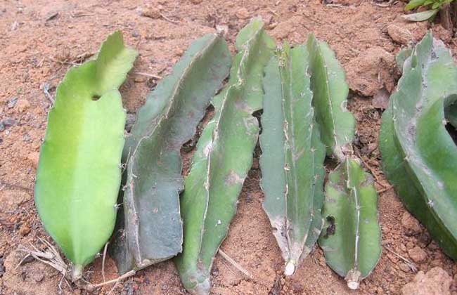 火龙果盆栽种植办法