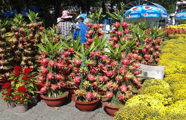 火龙果盆栽种植办法