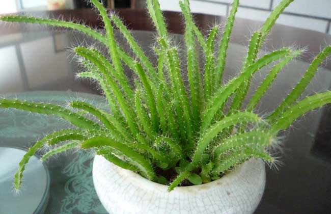 火龙果盆栽种植办法