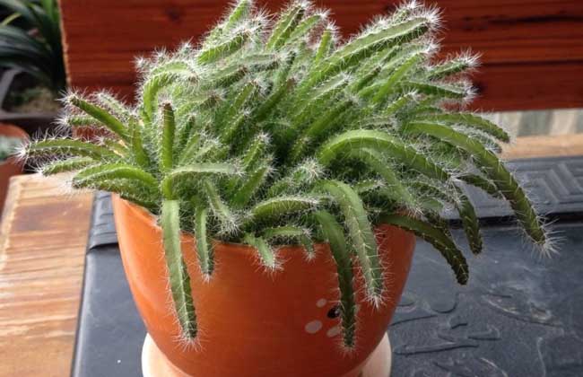 火龙果盆栽种植办法