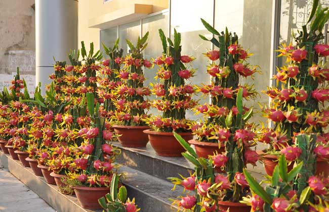 火龙果盆栽种植办法