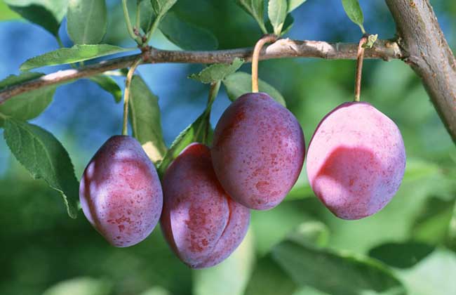 乌梅的产地是哪里?