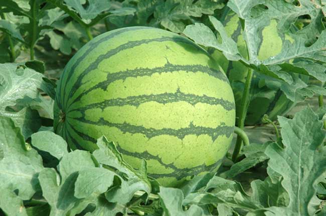 西瓜霜霉病防治办法