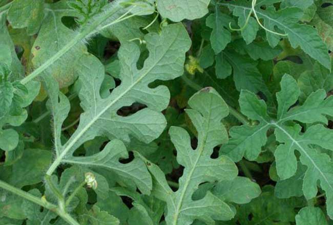 西瓜霜霉病防治办法