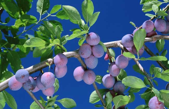 乌梅的产地是哪里?