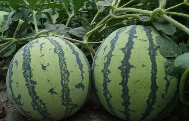 西瓜霜霉病防治办法