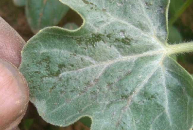 西瓜霜霉病防治办法