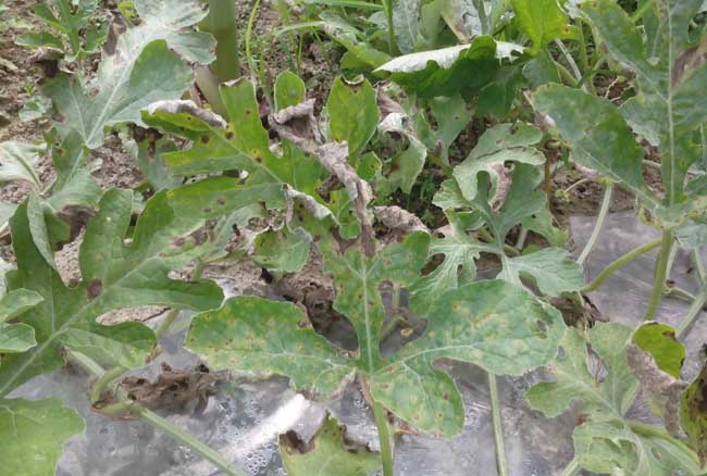 西瓜霜霉病防治办法