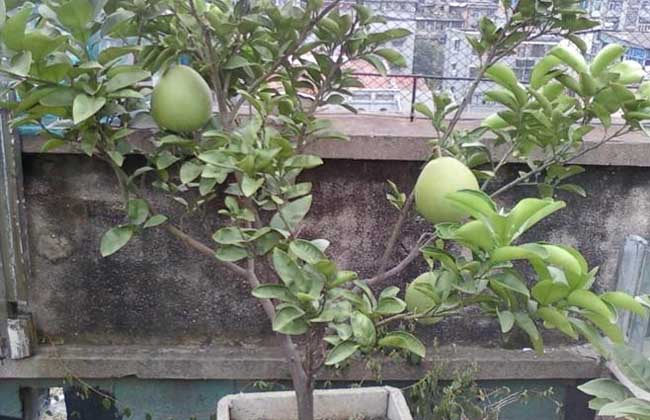 盆栽柚子树的养殖办法