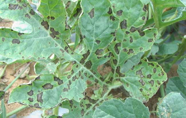 西瓜炭疽病防治办法