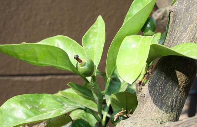 盆栽柚子树的养殖办法