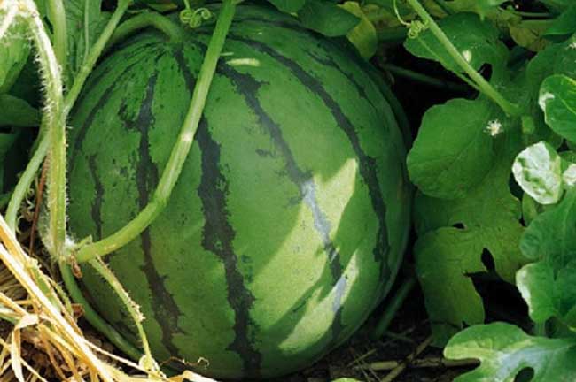 西瓜炭疽病防治办法