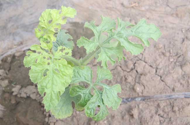 西瓜炭疽病防治办法