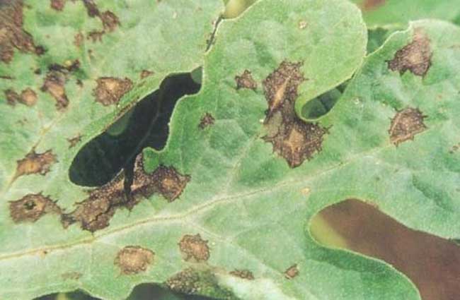 西瓜炭疽病防治办法