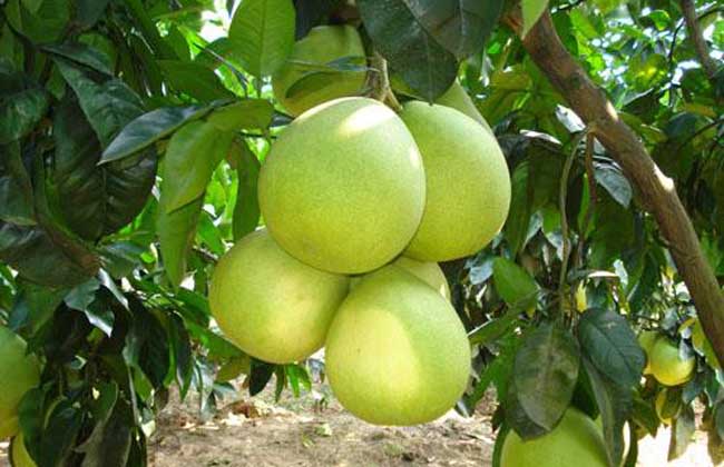 柚子种植环境条件