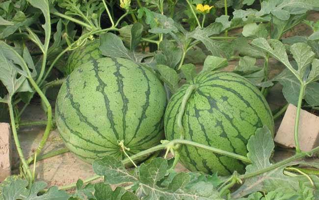 西瓜炭疽病防治办法