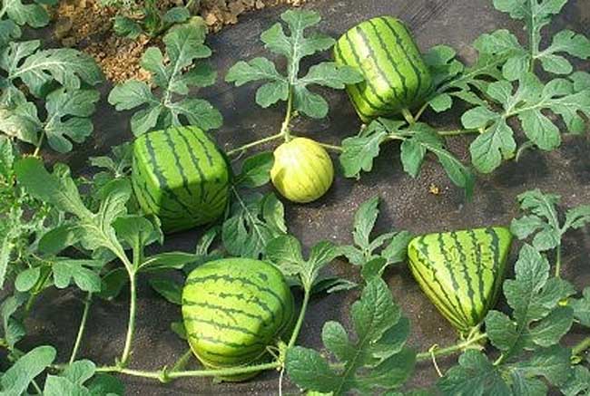 方形西瓜怎么种？