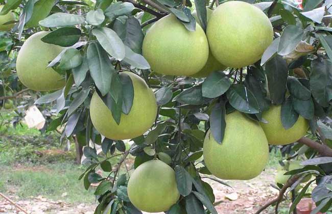柚子种植环境条件
