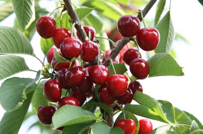 樱桃树的嫁接办法