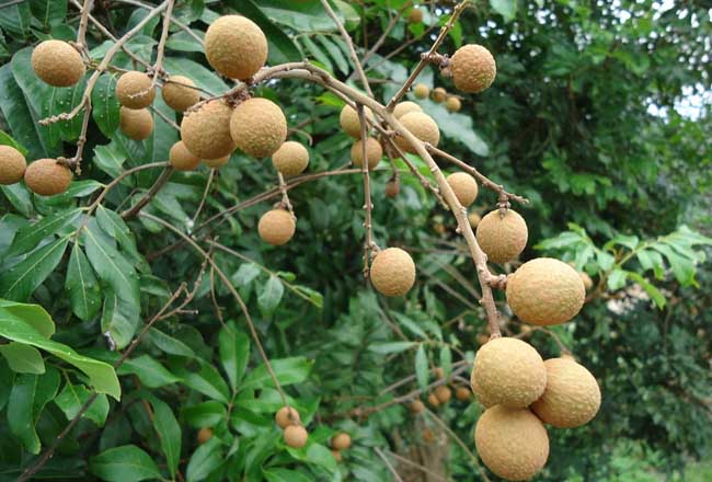 龙眼产地分布有哪些地方?