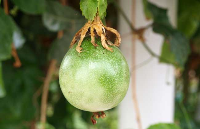 百香果大多数是几月份成熟？