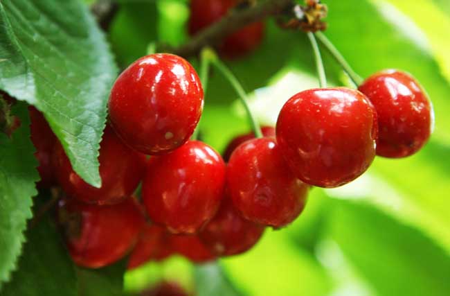 樱桃树需要种植几年才能结果?