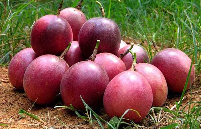 百香果大多数是几月份成熟？