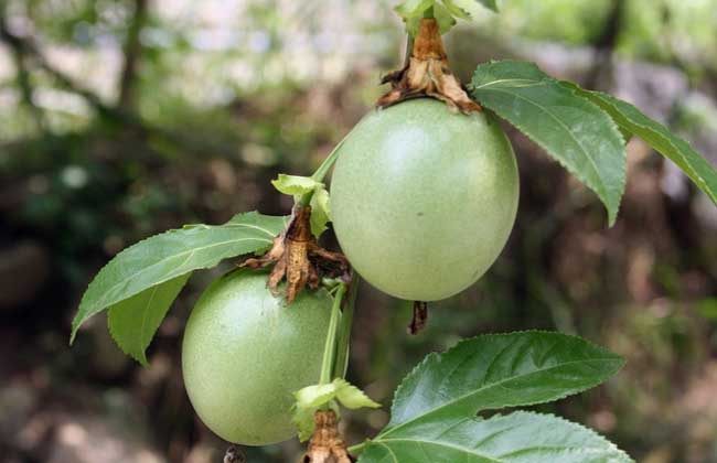 百香果大多数是几月份成熟？