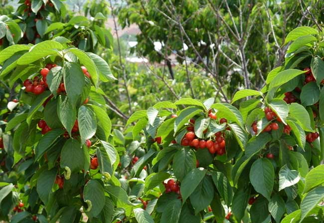 樱桃树需要种植几年才能结果?
