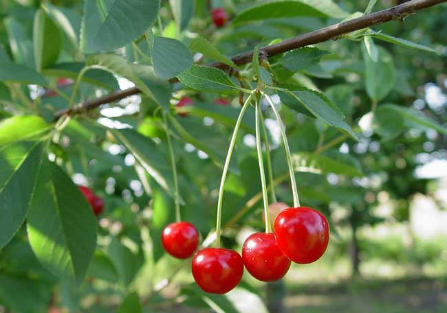樱桃树苗种植时间是啥时候？