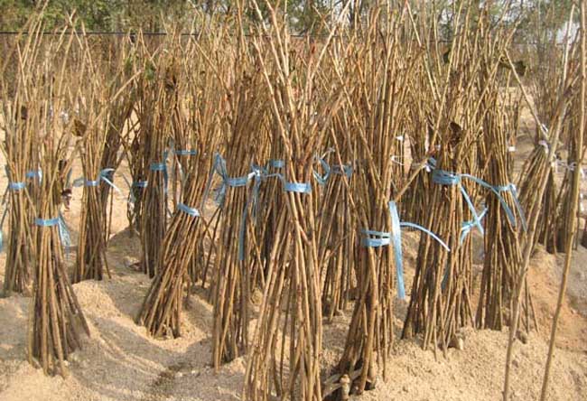 樱桃树苗种植时间是啥时候？